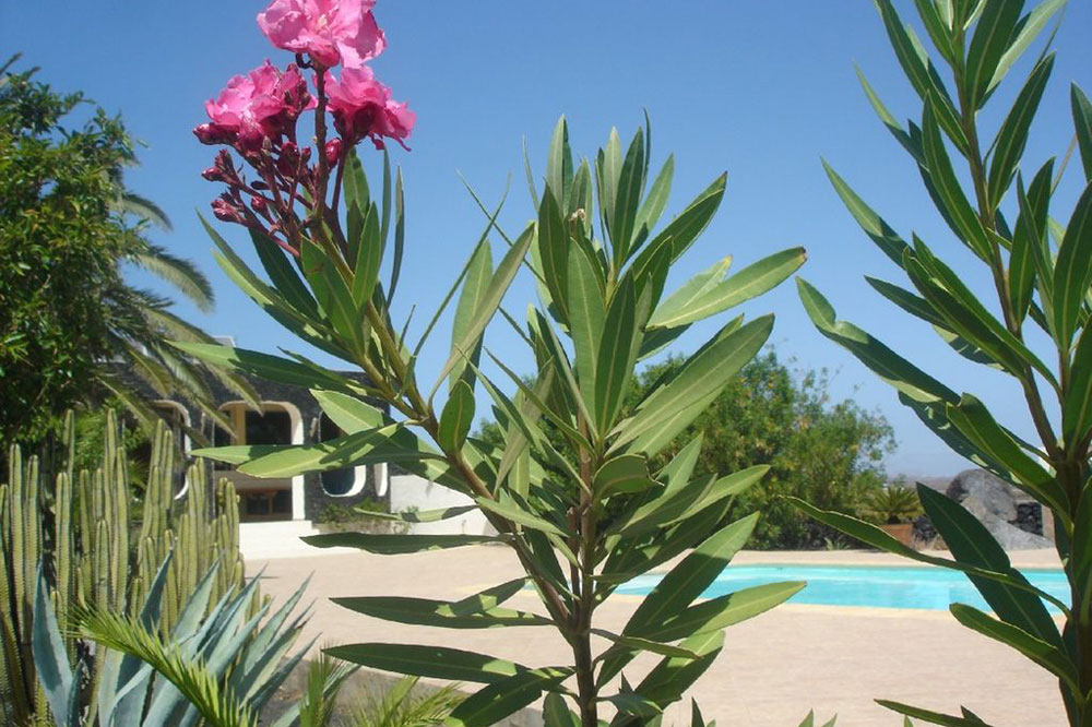 Außenbereich mit Pool Finca Lanzarote